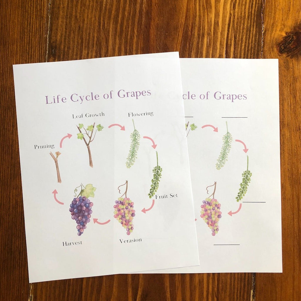 Life Cycle of Grapes - Into the Deep