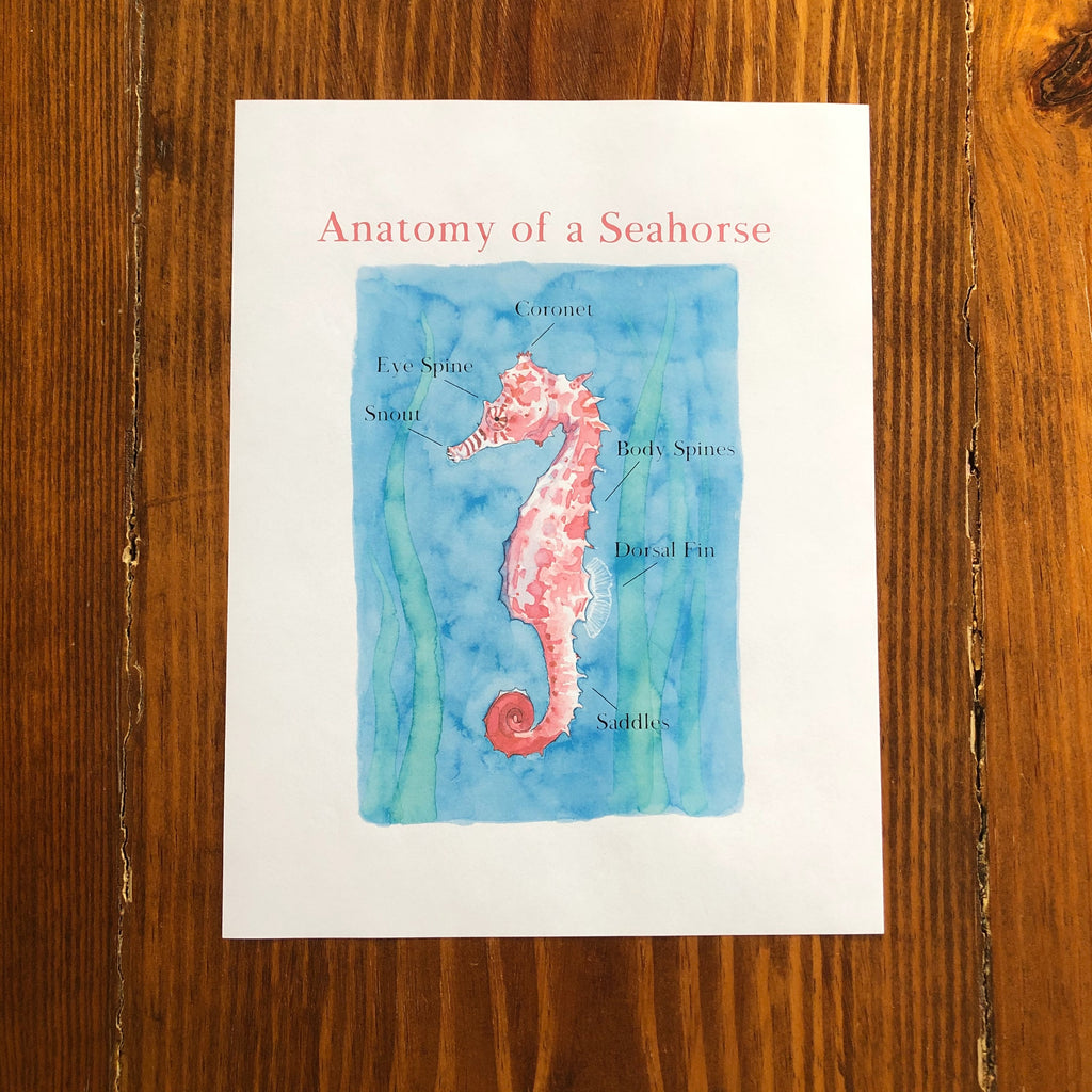 seahorse unit study homeschool