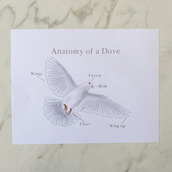Anatomy of a Dove - Into the Deep