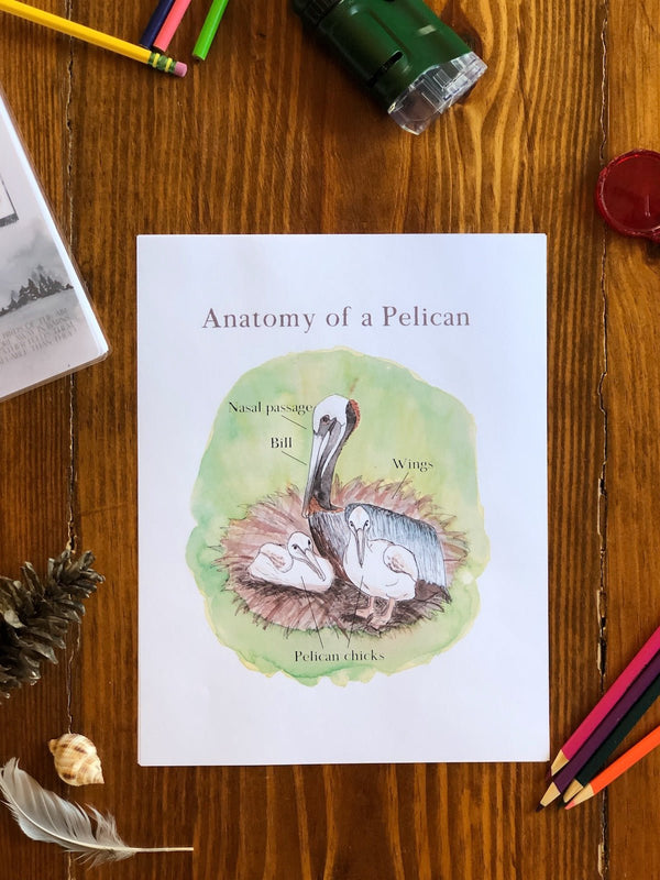 Anatomy of a Pelican + The Legend of the Pelican - Into the Deep