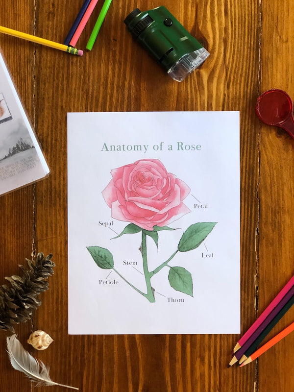 Anatomy of a Rose - Into the Deep