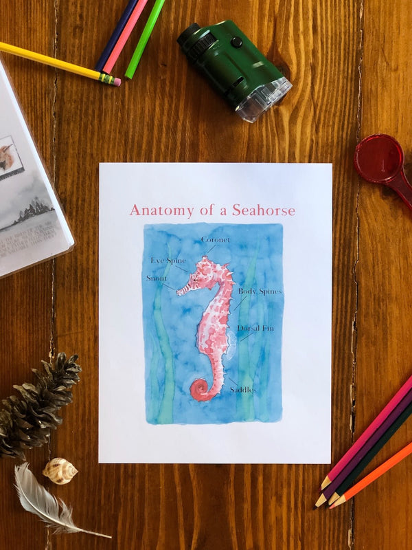 Anatomy of a Seahorse - Into the Deep