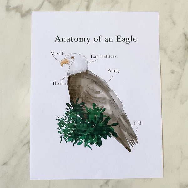 Anatomy of an Eagle Printable - Into the Deep