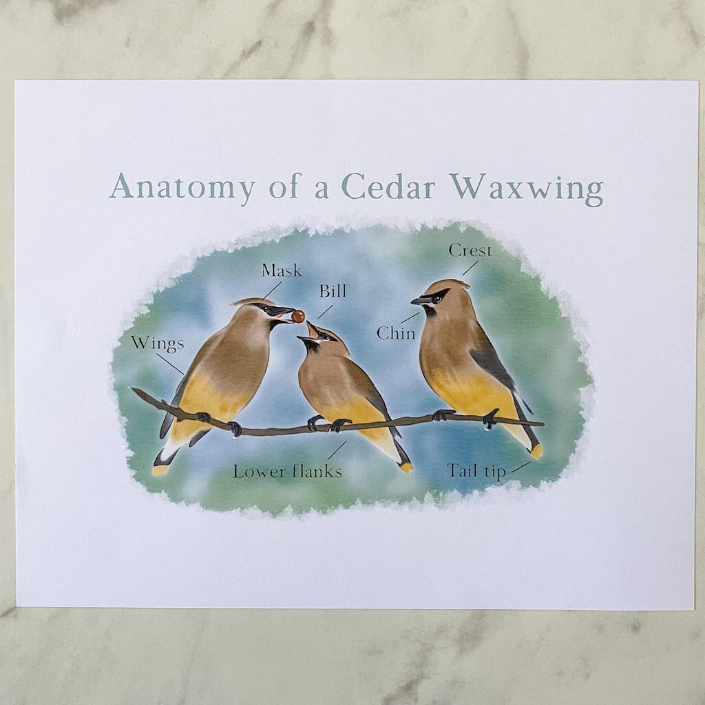 Cedar Waxwing Bird Anatomy + Nature Study Printable - Into the Deep