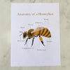 Honeybee Anatomy Printable Nature Study - Into the Deep