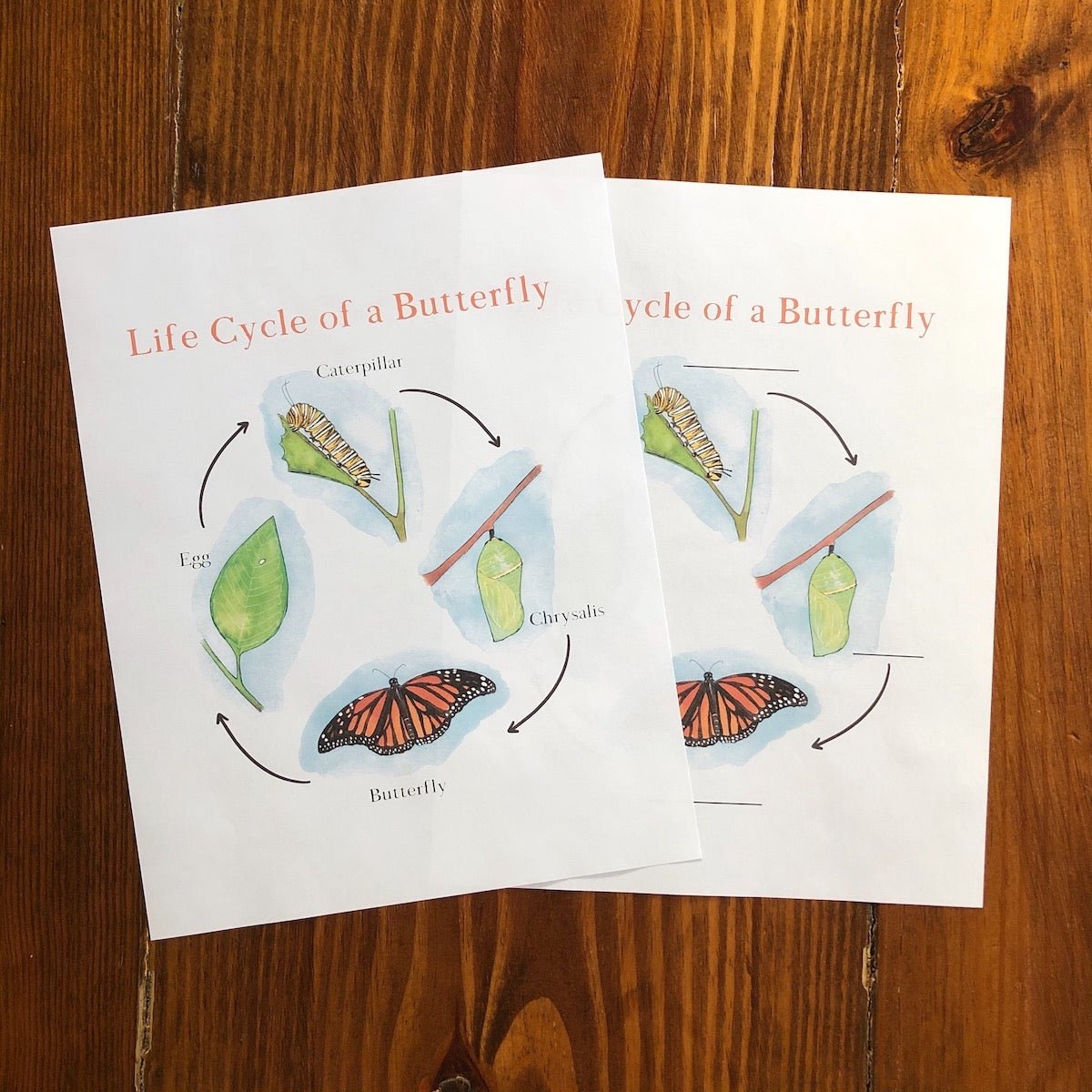 Level One Nature Study Anatomy Printable Pack - Into the Deep