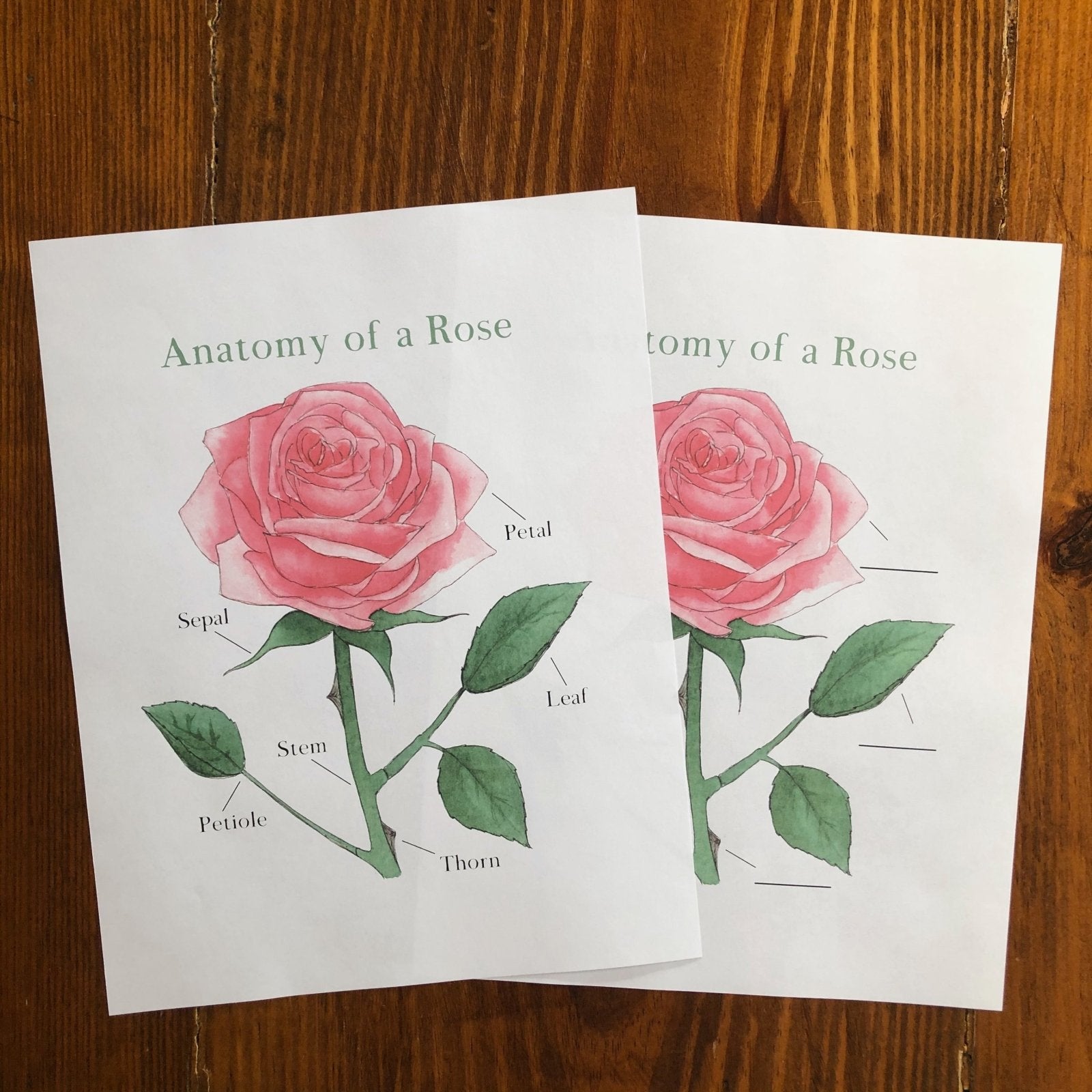 Level One Nature Study Anatomy Printable Pack - Into the Deep