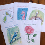 Level One Nature Study Anatomy Printable Pack - Into the Deep