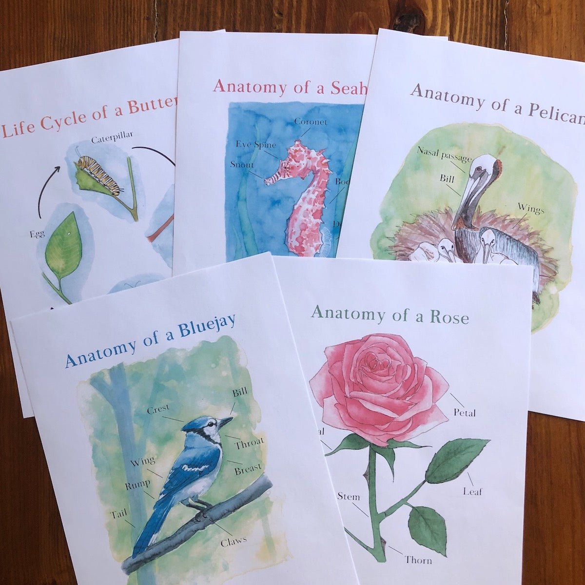 Level One Nature Study Anatomy Printable Pack - Into the Deep