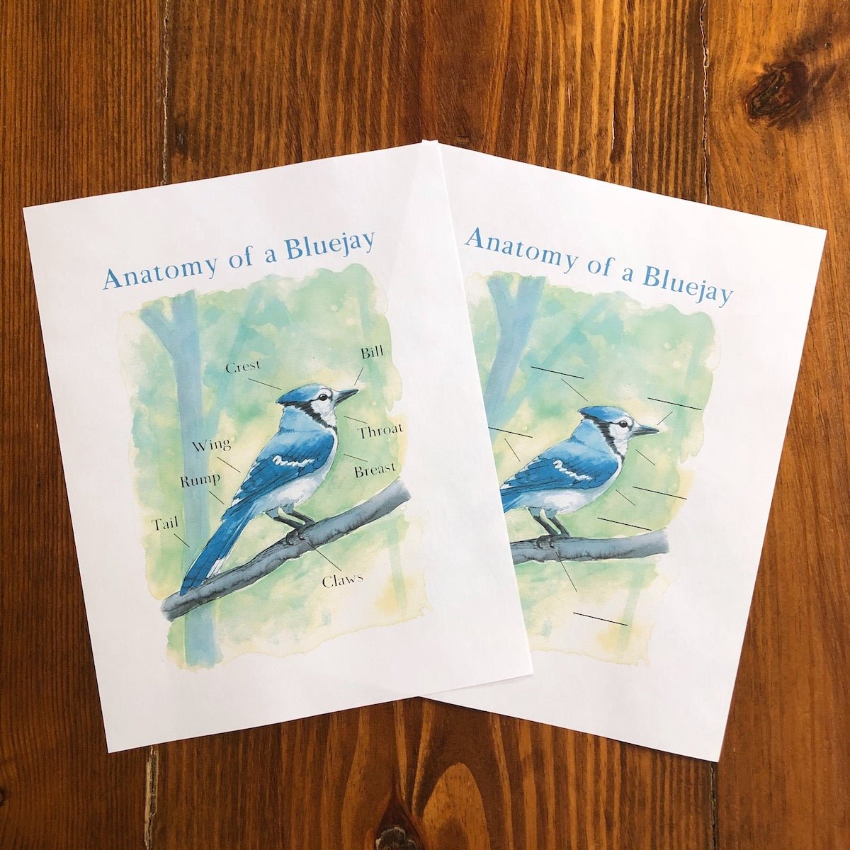 Level One Nature Study Anatomy Printable Pack - Into the Deep