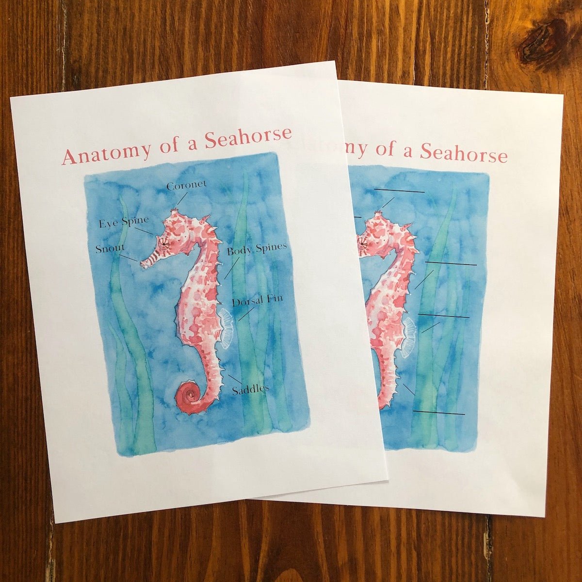 Level One Nature Study Anatomy Printable Pack - Into the Deep