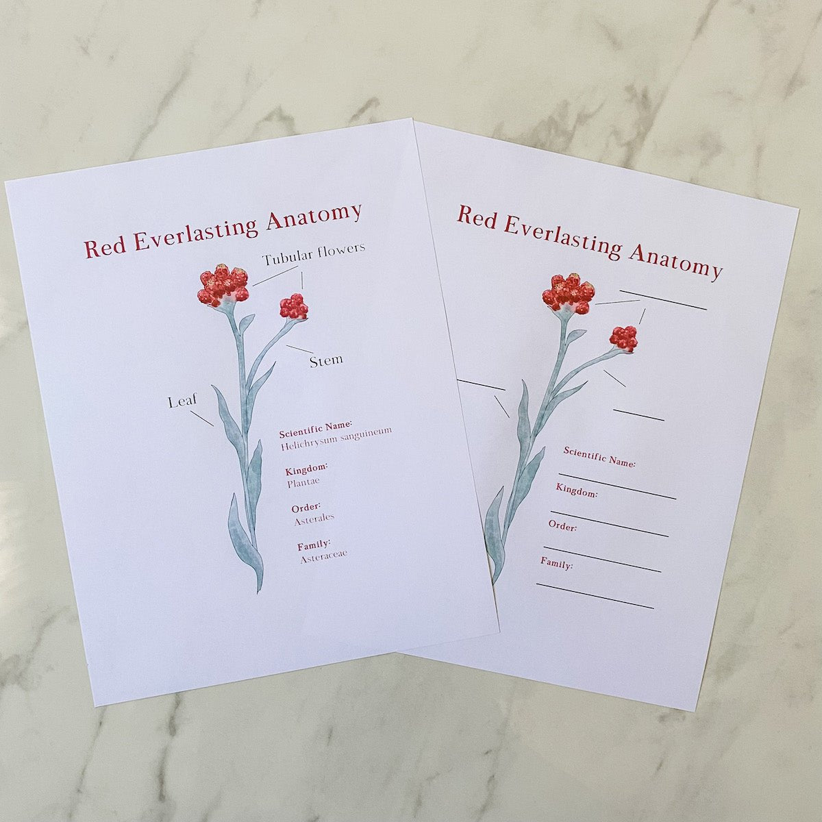 Level Two Nature Study Anatomy Printable Pack - Into the Deep