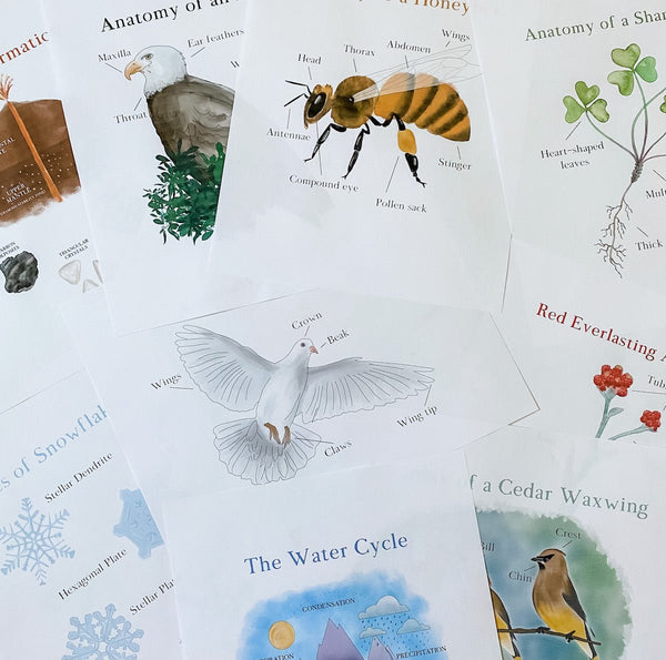 Level Two Nature Study Anatomy Printable Pack - Into the Deep