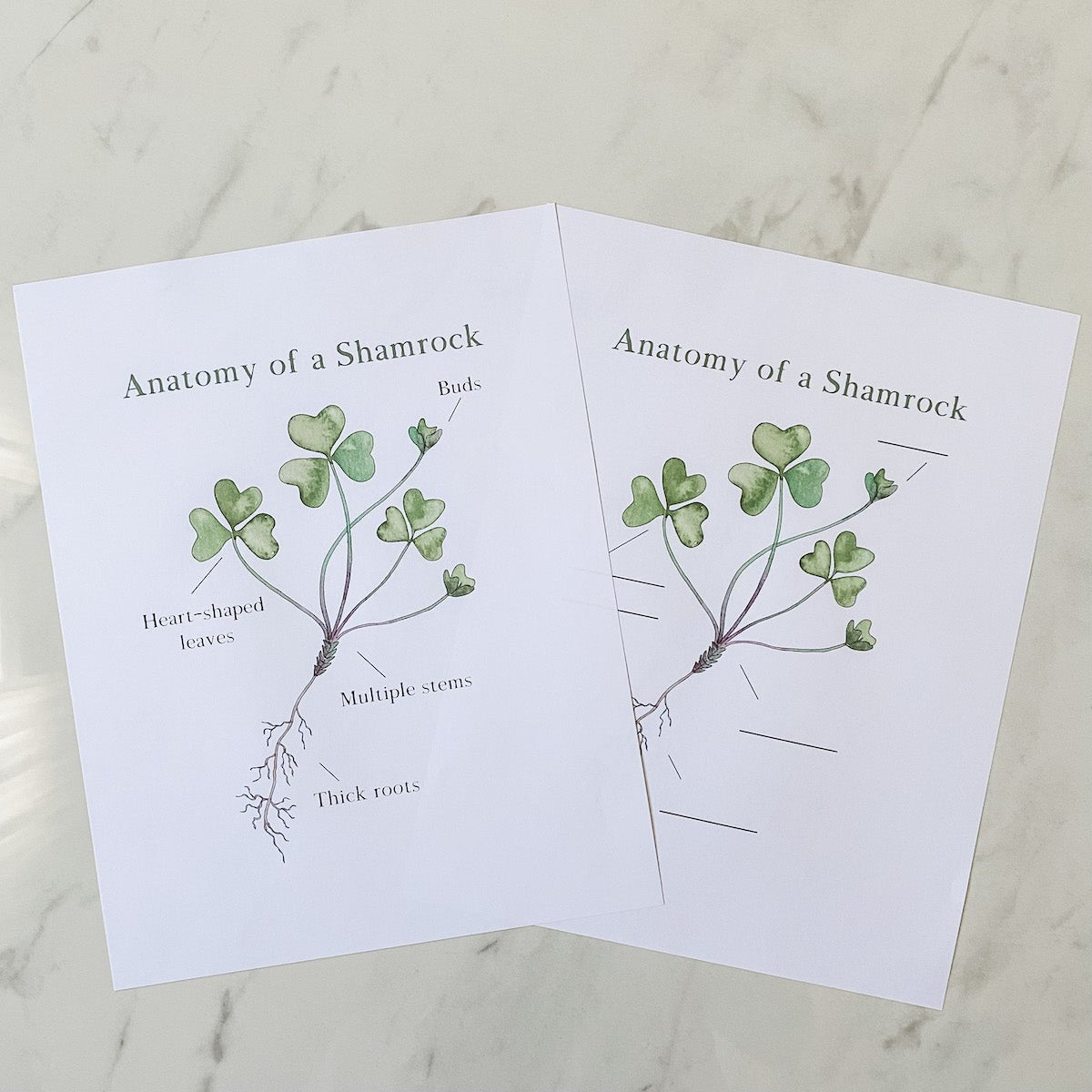 Level Two Nature Study Anatomy Printable Pack - Into the Deep