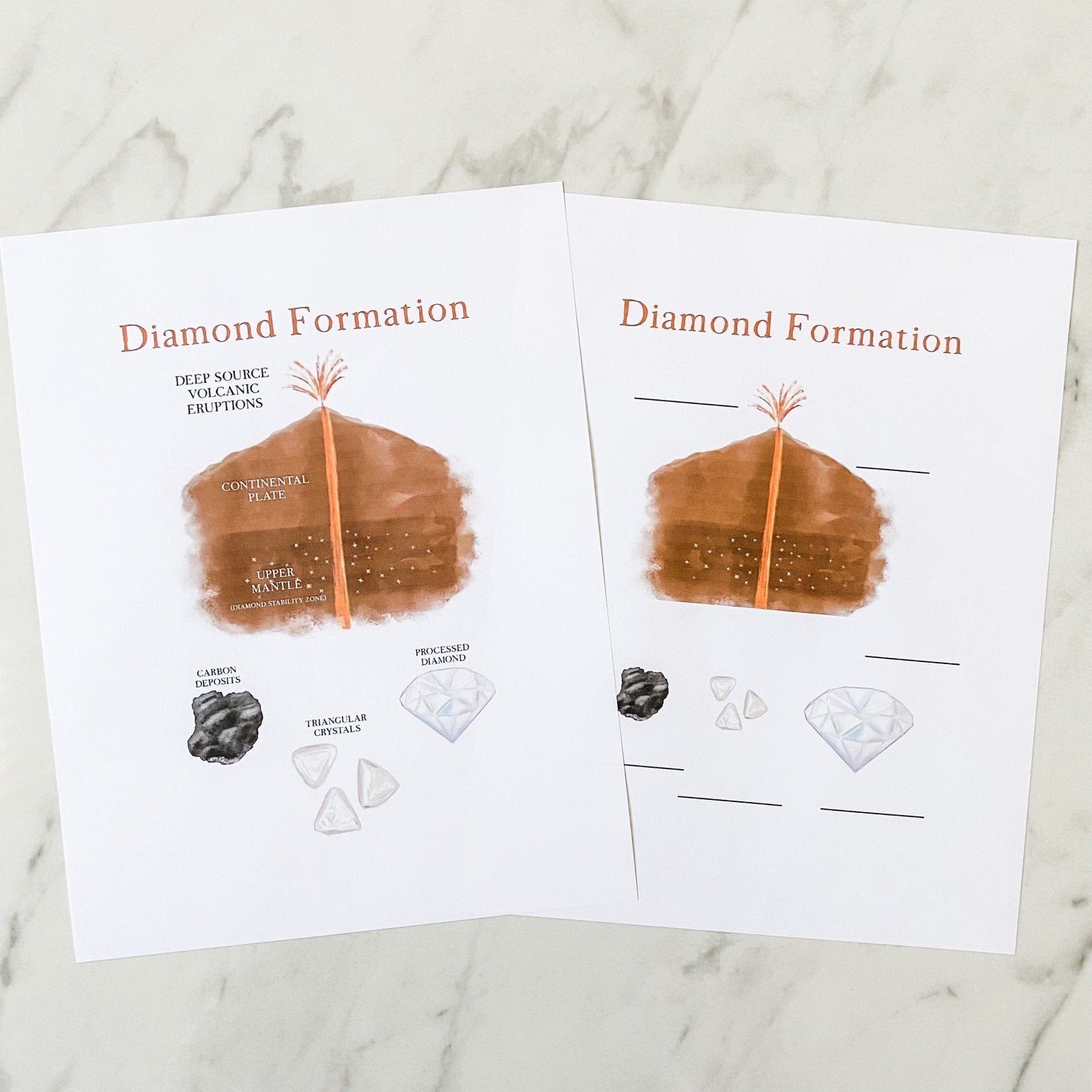 Level Two Nature Study Anatomy Printable Pack - Into the Deep