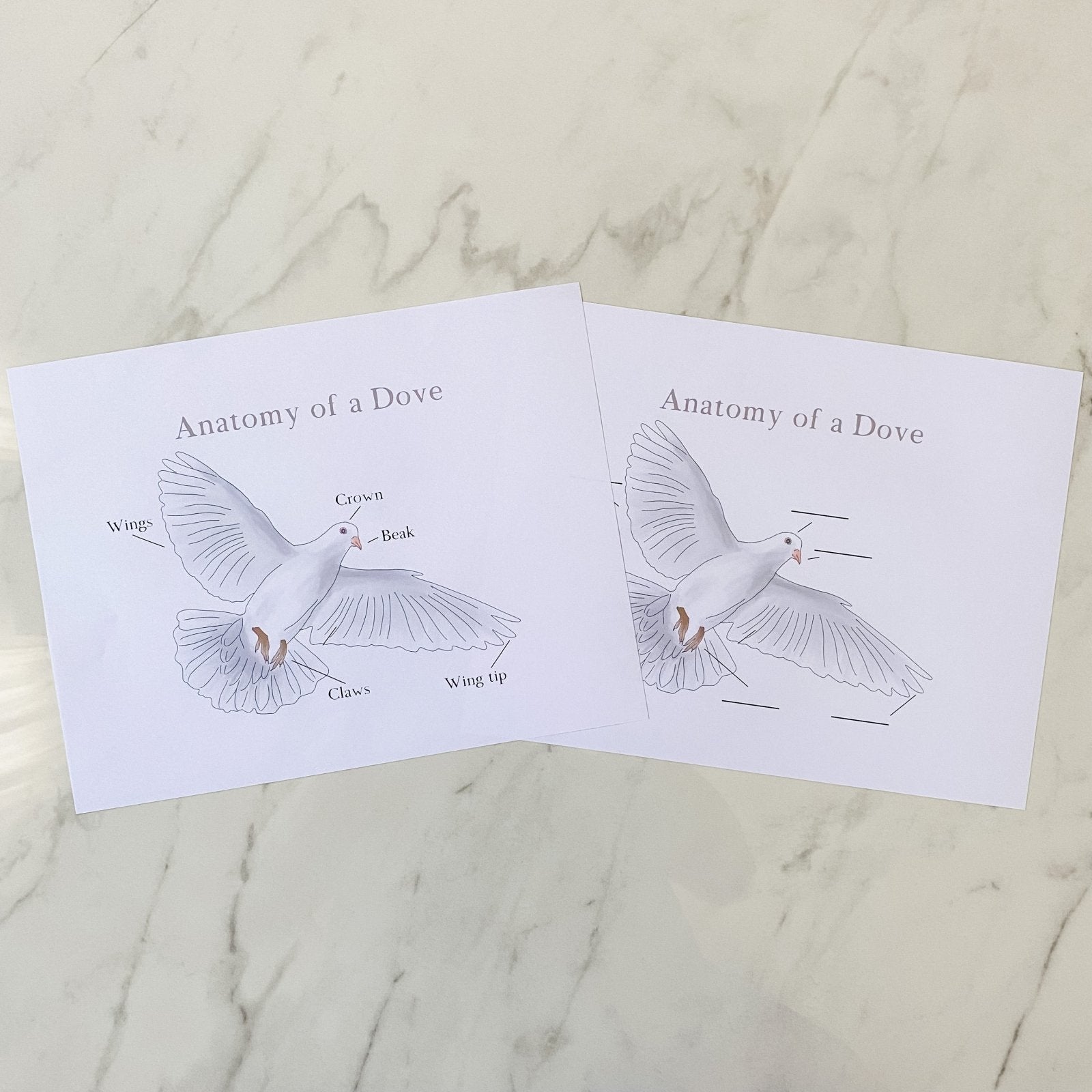 Level Two Nature Study Anatomy Printable Pack - Into the Deep