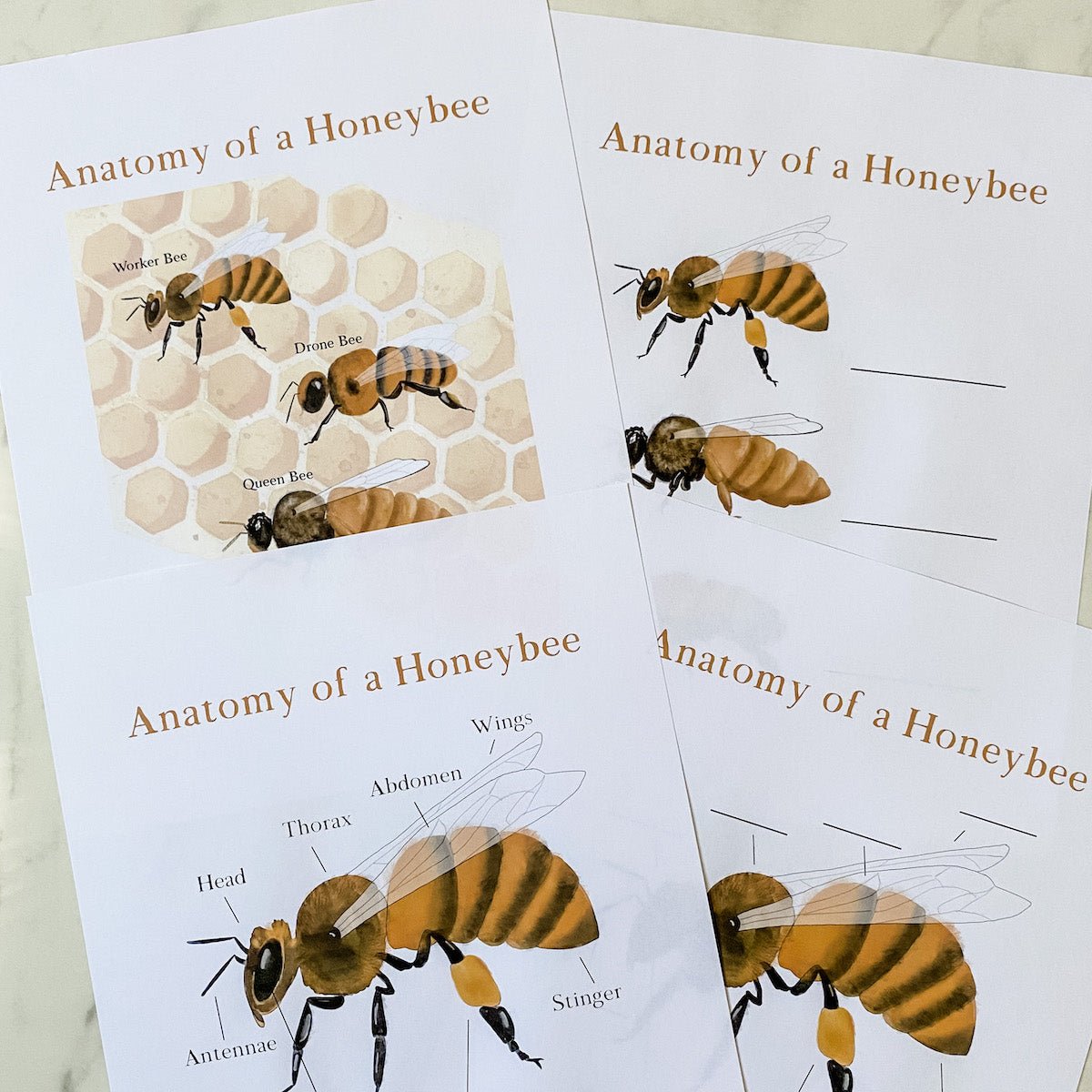 Level Two Nature Study Anatomy Printable Pack - Into the Deep