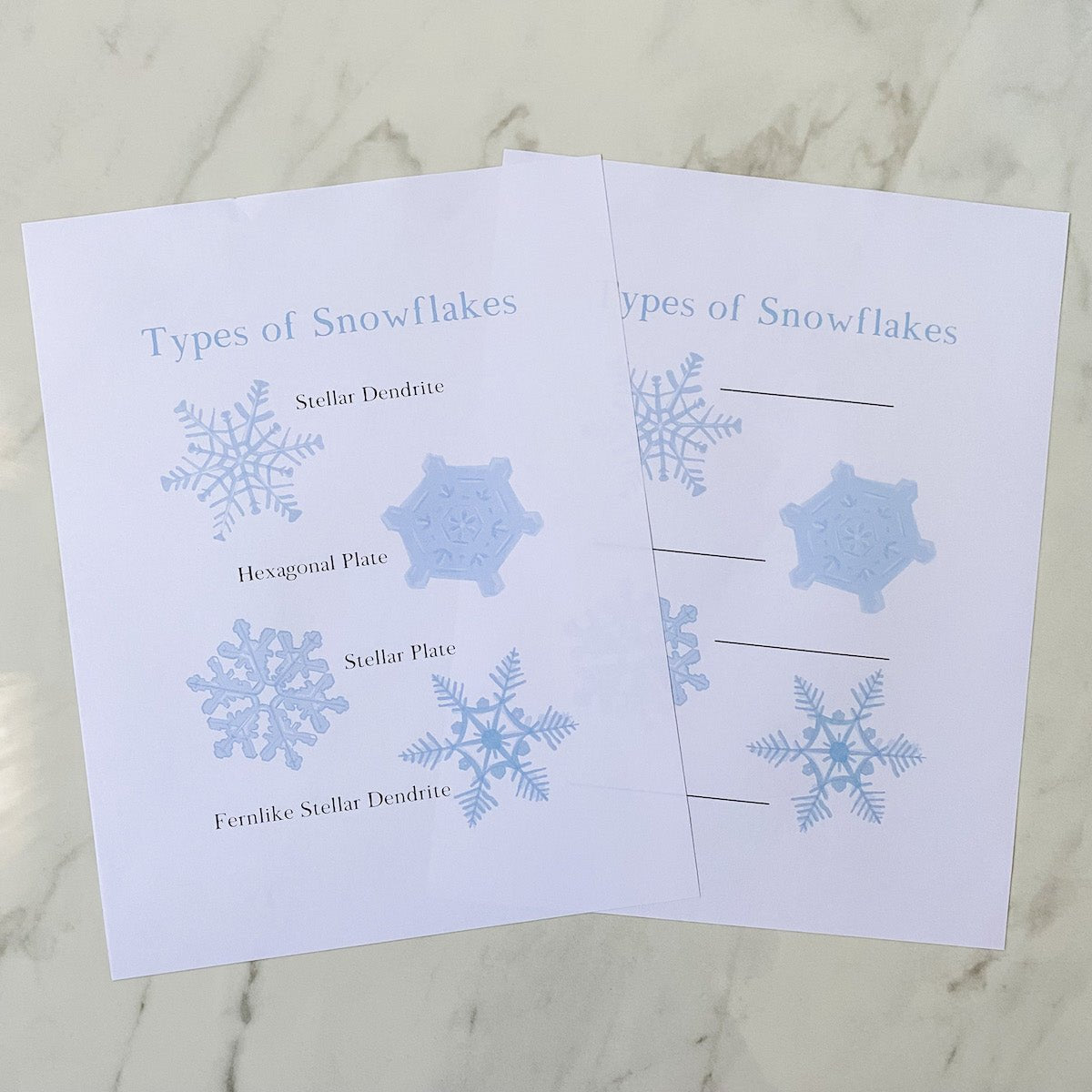 Level Two Nature Study Anatomy Printable Pack - Into the Deep