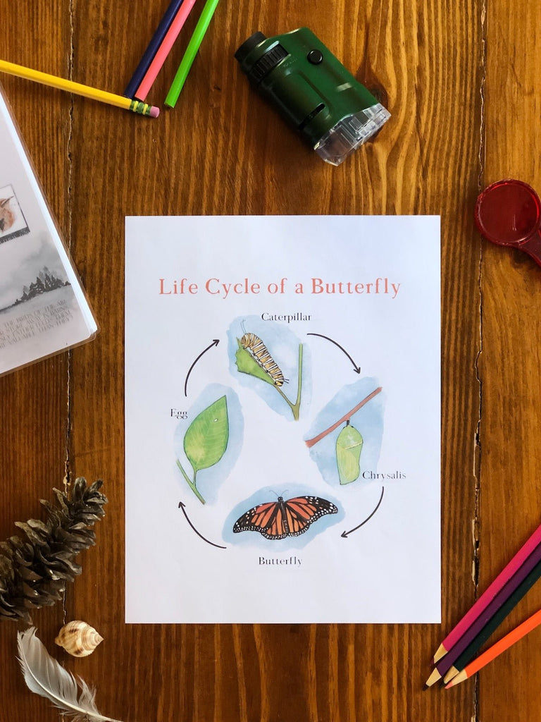 495 Butterfly Life Cycle Drawing Royalty-Free Images, Stock Photos &  Pictures | Shutterstock