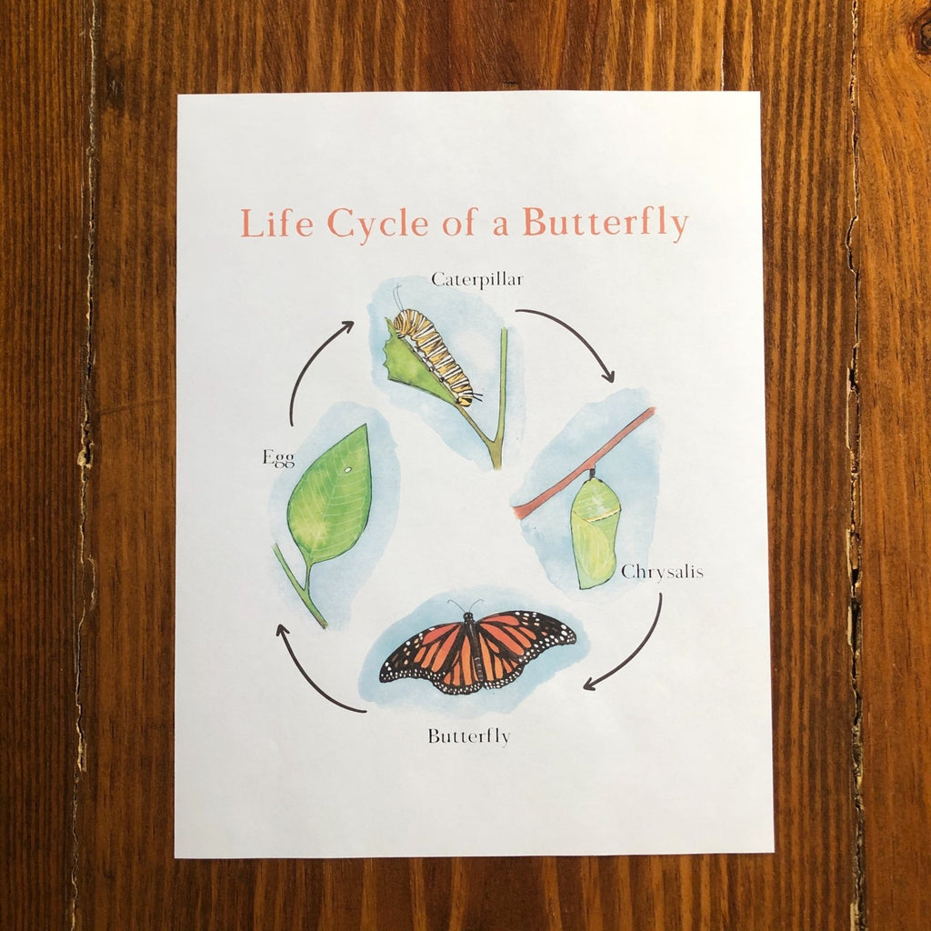 Diagram showing life cycle butterfly Royalty Free Vector