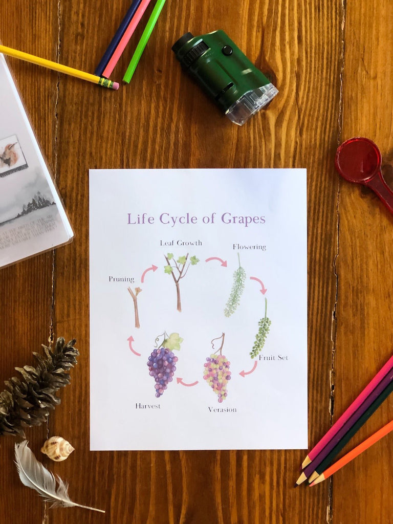 Life Cycle of Grapes - Into the Deep
