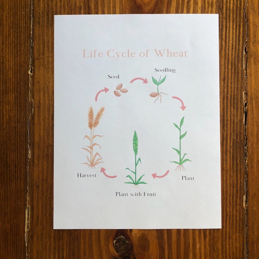Life Cycle of Wheat - Into the Deep