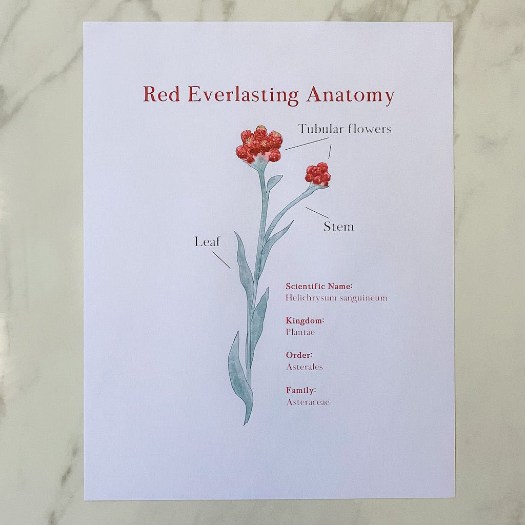 Red Everlasting Nature Study - Into the Deep